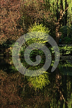 Study of Trees and reflections, Scarborough, North yorkshire