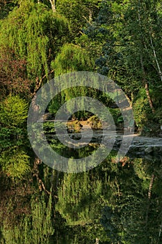 Study of Trees and reflections, Scarborough, North yorkshire