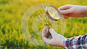 Study wheat germ through a magnifying glass. Research in agribusiness