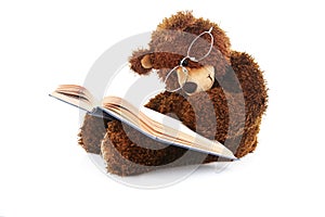 Stuffed bear reading a book isolated on white