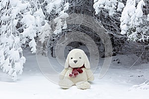 Stuffed bear wearing a woman`s knit scarf in the snow