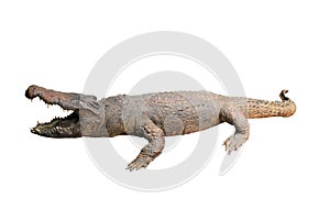Stuffed crocodile