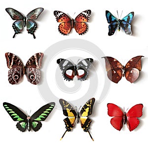 Stuffed insects Butterfly collection