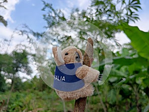 Stuffed Koala Amidst Nature\'s Embrace