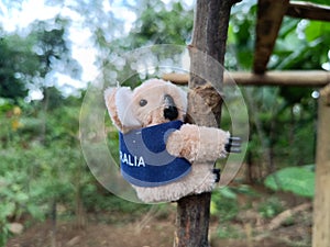 Stuffed Koala Amidst Nature\'s Embrace