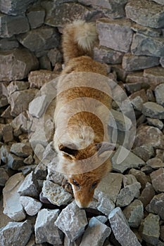 A stuffed red fox that used to live near a limestone quarry. Rüdersdorf bei Berlin, Germany