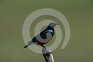 Stuhlmann's Starling perching