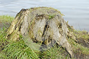 Stumb on the pond's water-side