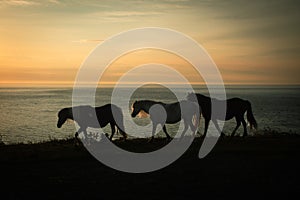 Stumble head wild horses Pembrokeshire sunset