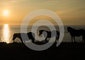 Stumble head wild horses Pembrokeshire sunset