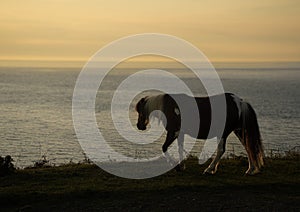 Stumble head wild horses Pembrokeshire sunset