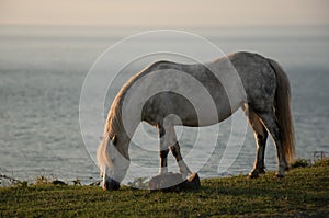 Stumble head wild horses Pembrokeshire sunset