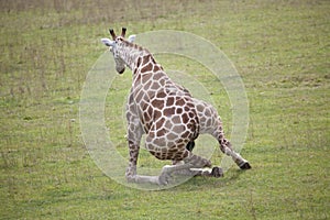 Stumbling Giraffe photo
