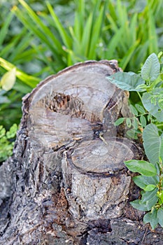 Stump