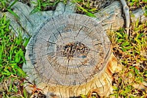 Stump of Acasia, Green Grass, Sunset,  Abstract, Logging, Effect of logging.