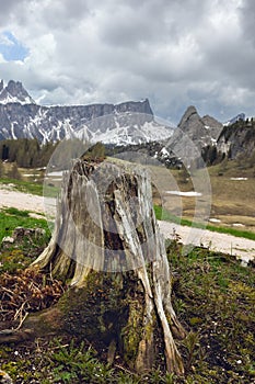 stump on the background of the Dolomites