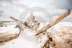 Stump on a beach of Baltic sea
