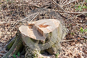 Stump from big removal tree