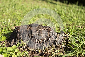 Stump of the birch lying in the grass