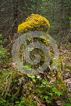 Stump in the Boreal Forest