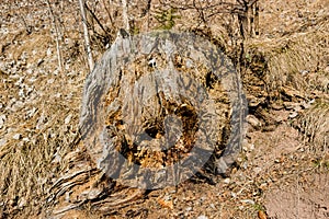 Stump on carpet of fall leaves and blades of grass