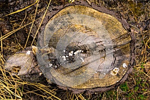 Stump close up texture