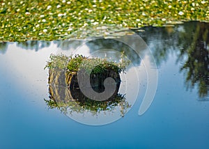 Stump covered with grass standing in forest lake in early morning light. Beautiful landscape of a lake with reflection