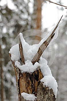 Stump covered in snow