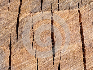 Stump in the cracks. Old age, time, age. Abstraction.