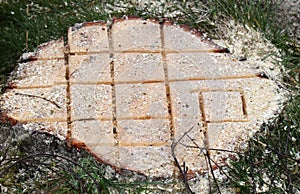 Stump cut with chainsaw left to rot