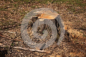 Stump from a cut tree. Pine tree forestry exploitation in a sunny day. overexploitation leads to deforestation endangering