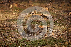 Stump from a cut tree. Pine tree forestry exploitation in a sunny day. overexploitation leads to deforestation endangering