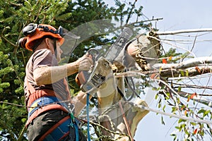 Stump cutting