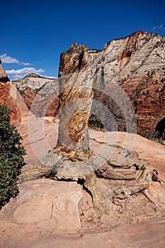 Stump of dead tree at the top of Angels Landing, Zion National Park, Washington County, Utah, United States.