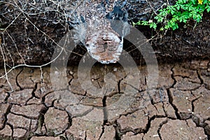 Stump, Dead trees, dry land, World Disaster, Cracked ground background