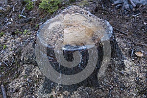 Stump in a deep forest