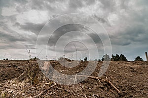 A stump after deforestation on fertile soil, gray clouds, aligned to the left