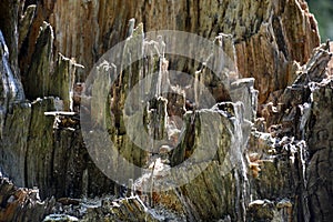 Stump detail