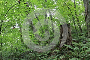 Stump in fagus forest, Shirakami Sanchi