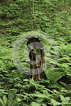 Stump in fagus forest, Shirakami Sanchi