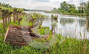 Stump of a felled old tree in a nature reserve in springtime