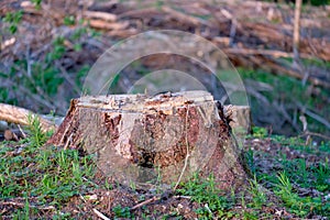 The stump of a felled tree. Logging