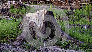 The stump of a felled tree. Logging