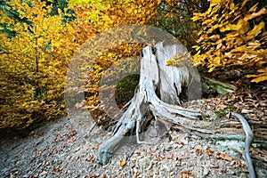 Stump of felled tree with messy roots in colorful autumn forest