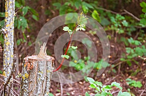 Stump of a felled tree with a young shoot growing from it. The concept of new life