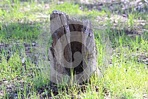 Stump in Forest