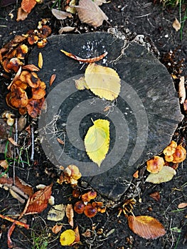 Stump in the forest with mushrooms and yellow leaves on autumn background