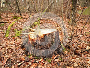 Stump of a fresh cut timber log in a forest