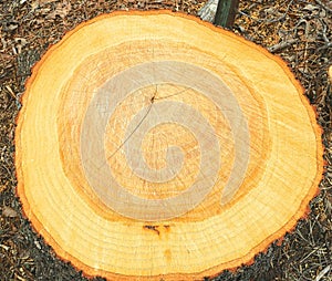 Stump From A Freshly Cut Down Tree