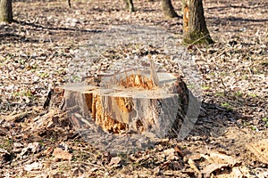 Stump of a freshly cut tree in a forest or park, sawing an old trees. Forest cut down. Wood industry are destroying the forest